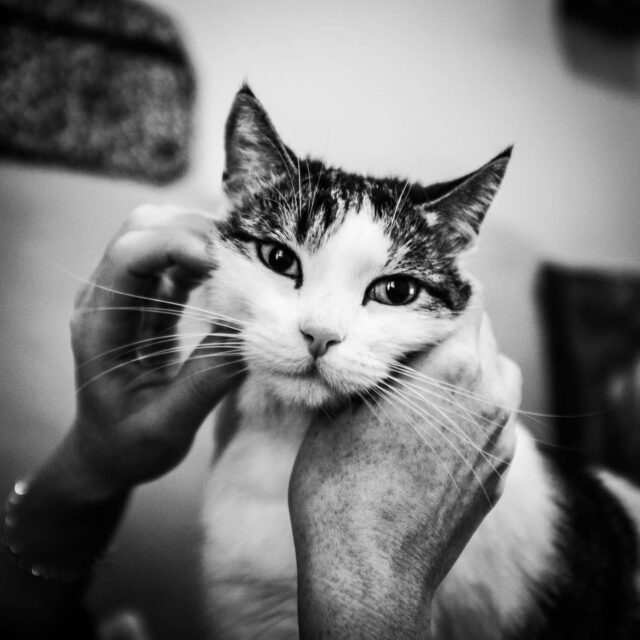 #willowthecat #catsofinstagram #blackandwhitephotography