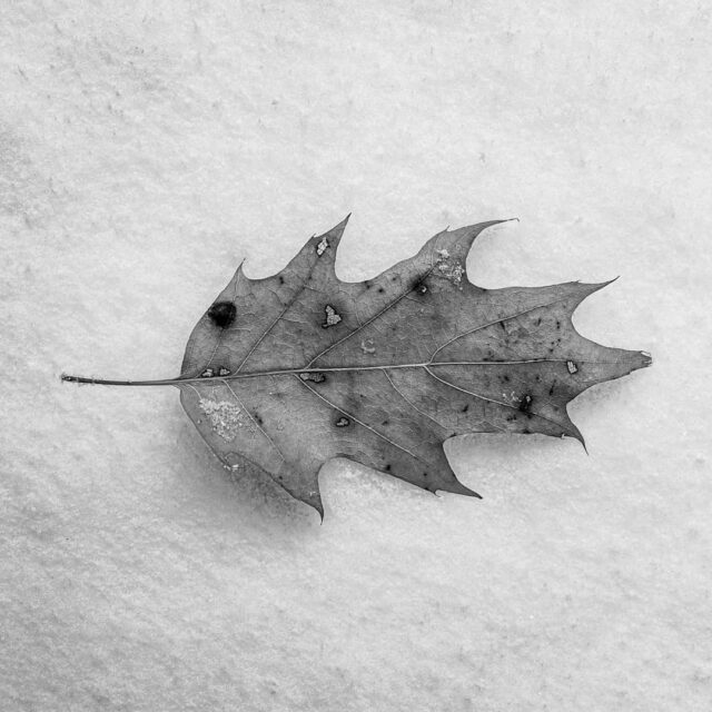 #snow #leaf #winter #blackandwhite  #bw #nature