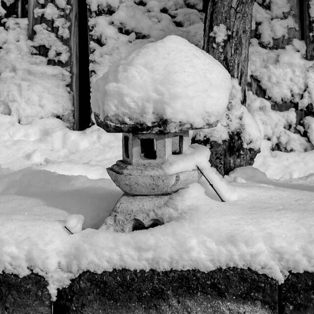 #winter #snow #blackandwhite #bw #landscape #garden