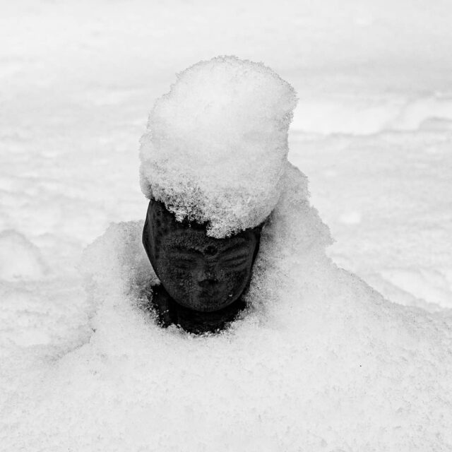 #blackandwhite #snowday #garden #bw #snow