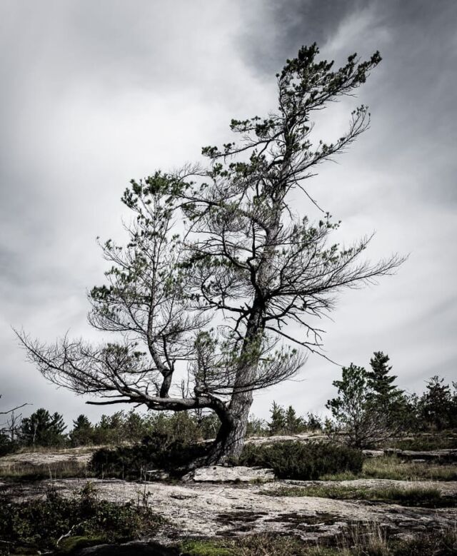 #muskoka #tree #canadian