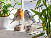 27-Birdsong-GLAM-3