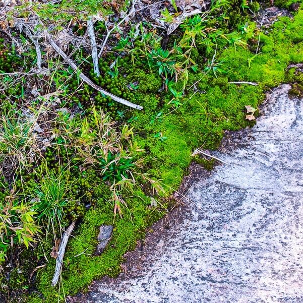 #muskoka #moss #canadianshield