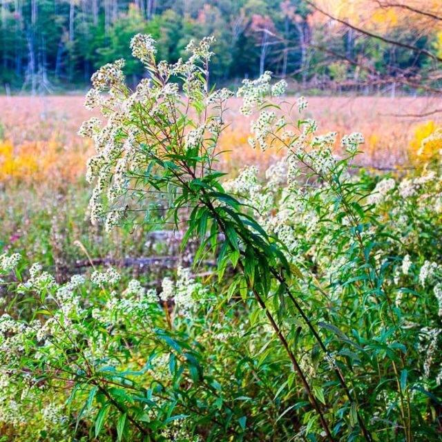 #muskoka #fall #canada