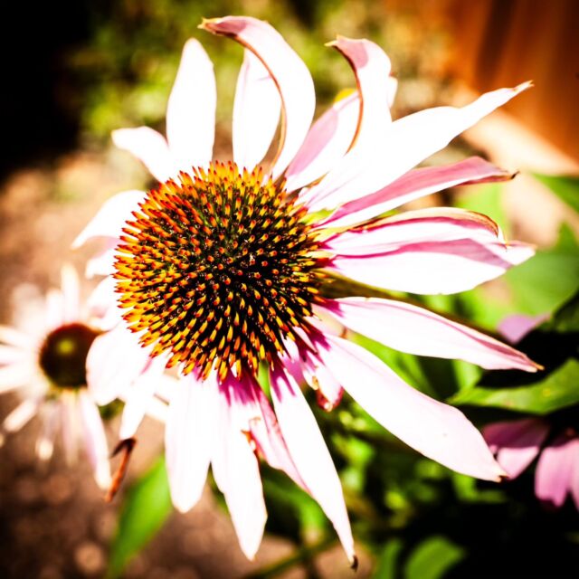 #echinacea