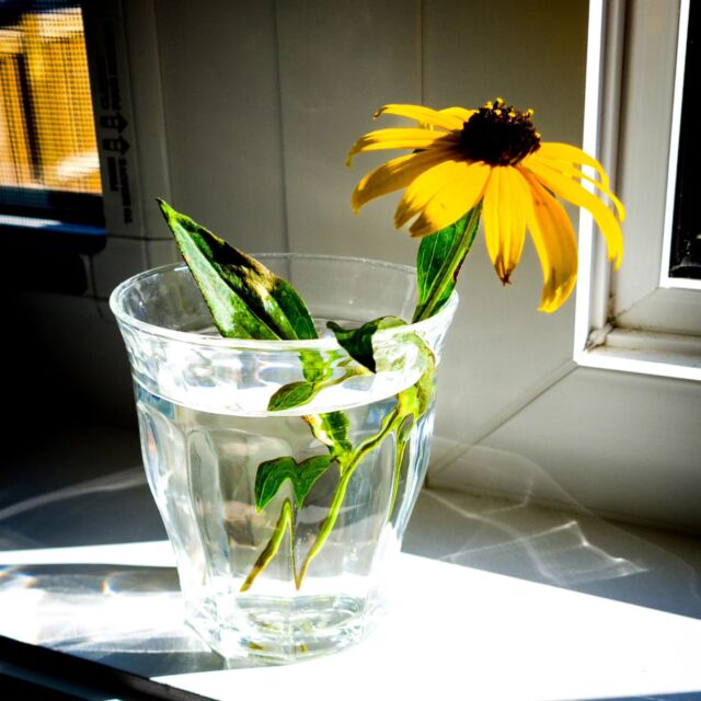 #blackeyedsusan