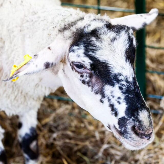 West Niagara Fair 2023 #goat #farm #farmanimals