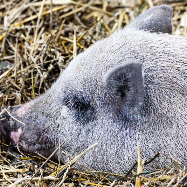 West Niagara Fair 2023 #pig #farm #farmanimals