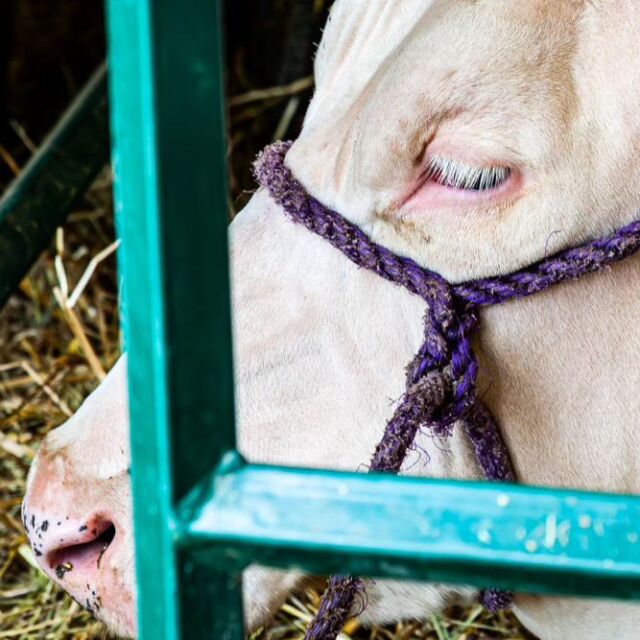 West Niagara Fair 2023 #cow #farm #farmanimals
